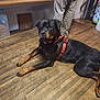 rottweiler, dog, pet, animal, indoor, wooden_floor, harness, black_and_tan, canine, person, pants, standing, floor, bench, container, domestic, companion, resting, calm, household
