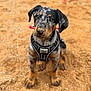puppy, dog, sand, harness, black, brown, speckled, outdoor, pet, cute, animal, sandy_nose, sitting, young_dog, curious, ears, fur, portrait, closeup, attention