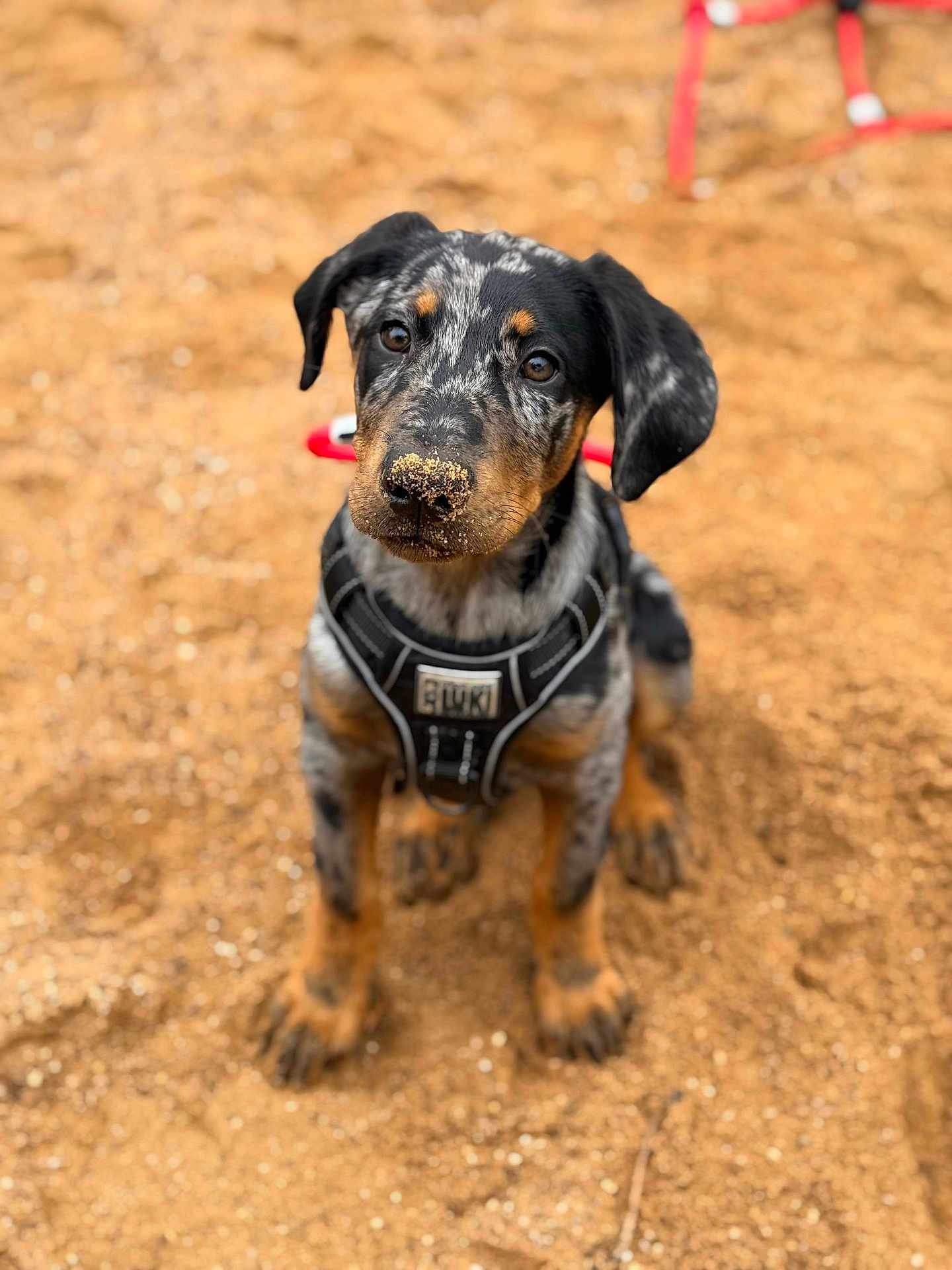 Appie participe au concours pour gagner de l'argent avec cette photo : puppy, dog, sand, harness, black, brown, speckled, outdoor, pet, cute, animal, sandy_nose, sitting, young_dog, curious, ears, fur, portrait, closeup, attention
