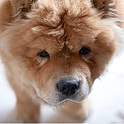 Pépinot participe au concours pour gagner de l'argent avec cette photo : dog, chow_chow, fluffy, close_up, pet, animal, fur, portrait, indoors, cute, face, canine, mammal, domestic_animal, looking, brown_fur, soft_light, curly_fur, friendly, companion