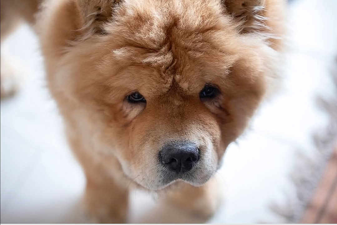 Pépinot participe au concours pour gagner de l'argent avec cette photo : dog, chow_chow, fluffy, close_up, pet, animal, fur, portrait, indoors, cute, face, canine, mammal, domestic_animal, looking, brown_fur, soft_light, curly_fur, friendly, companion