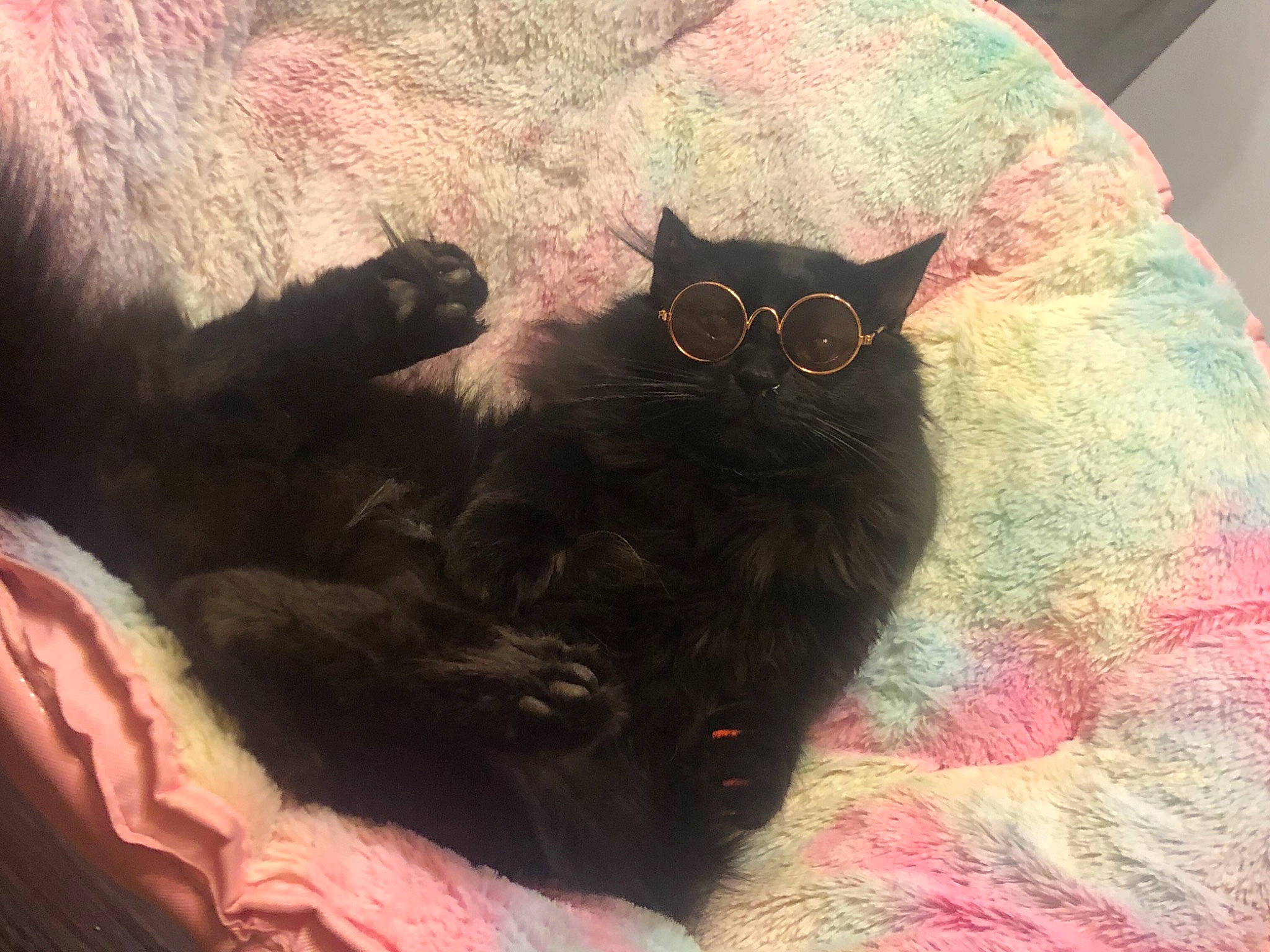 Jacob joined the competition — help win amazing prizes! black_cat, carnivore, cat, cat_supply, comfort, domestic_short_haired_cat, felidae, fur, grey, linens, luggage_and_bags, mammal, paw, small_to_medium_sized_cats, snout, tail, textile, tints_and_shades, vertebrate, whiskers