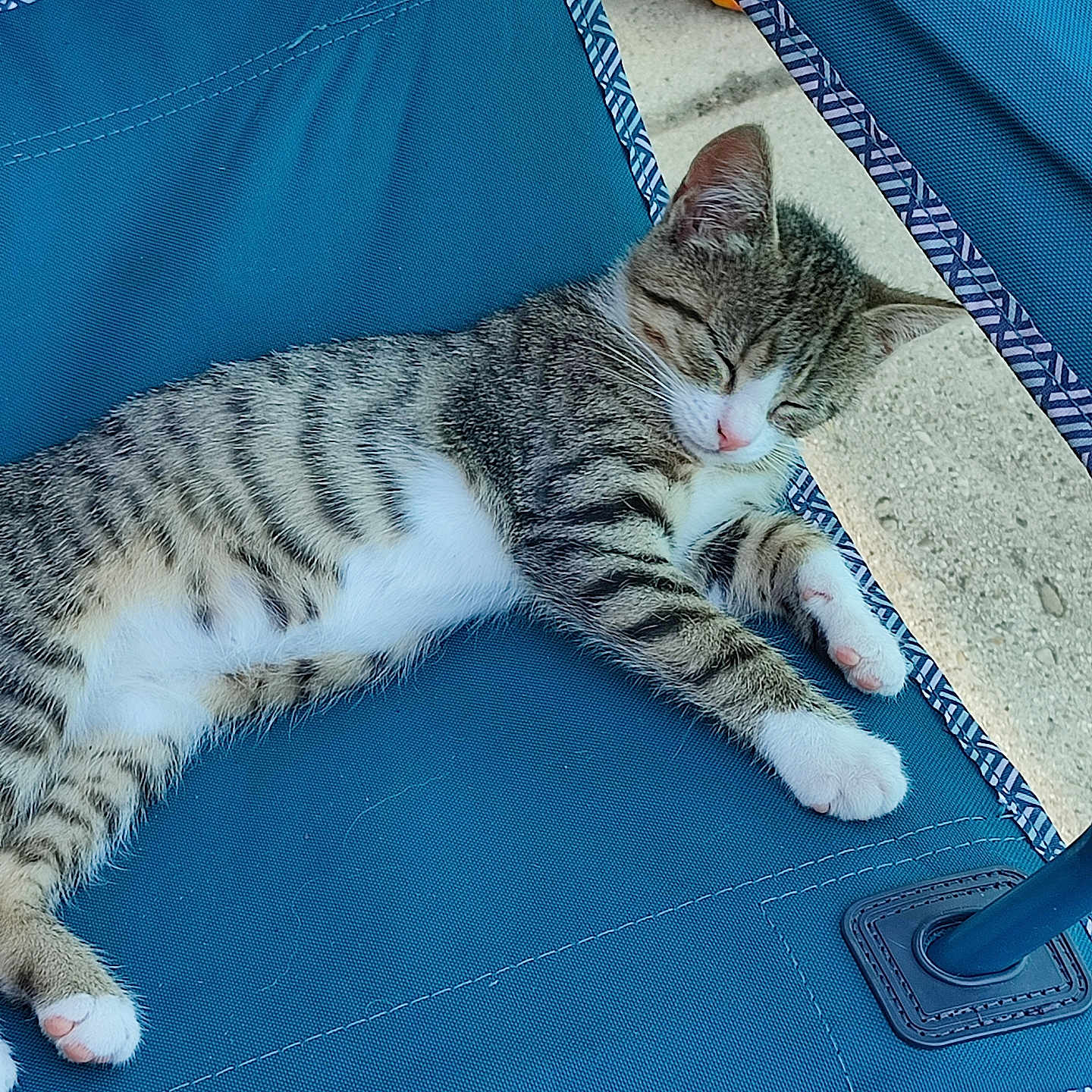 Lina participe au concours pour gagner de l'argent avec cette photo : abyssinian, animal, architecture, blanket, building, cat, chair, cushion, egyptiancat, furniture, hammock, homedecor, kitten, manx, mat, outdoors, person, pet, shelter, sleeping