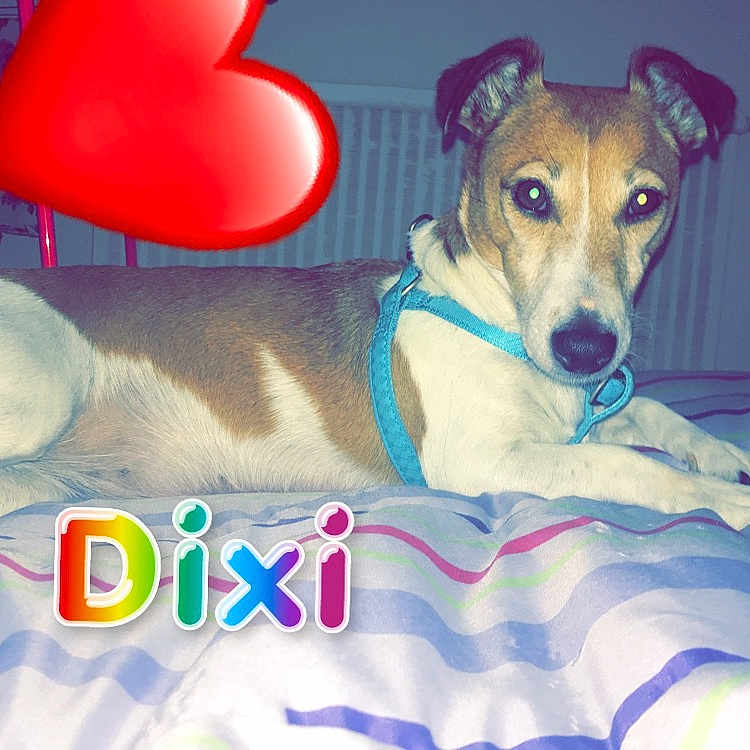 Dixi
