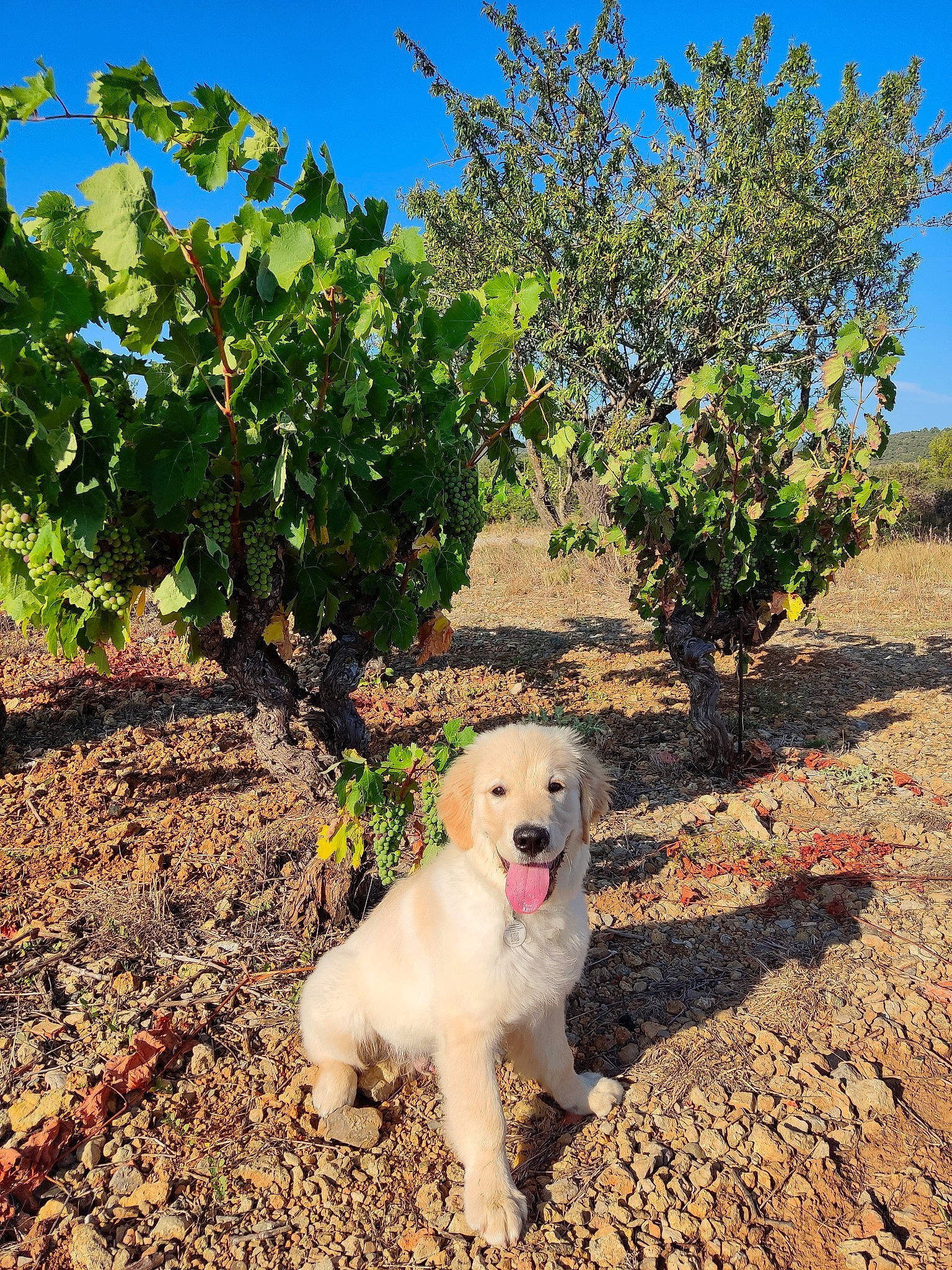 Aiko participe au concours pour gagner de l'argent avec cette photo : agriculture, canidae, carnivore, companion_dog, dog, dog_breed, flowering_plant, grass, landscape, livestock_guardian_dog, pet_supply, plant, retriever, shadow, shrub, sky, soil, sporting_group, tree, working_animal