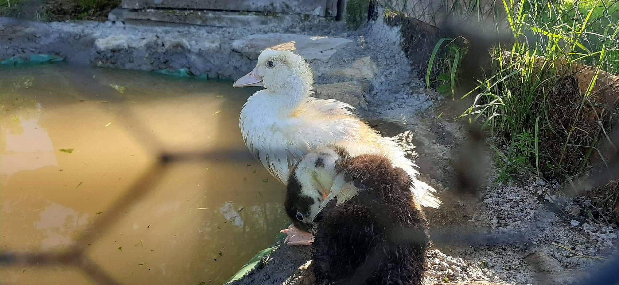 Daisy Et Julia participe au concours pour gagner de l'argent avec cette photo : _geese_and_swans, adaptation, beak, bird, duck, ducks, vertebrate, water_bird