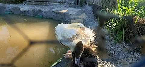 Daisy Et Julia participe au concours pour gagner de l'argent avec cette photo : adaptation, beak, bird, duck, water_bird, zoo