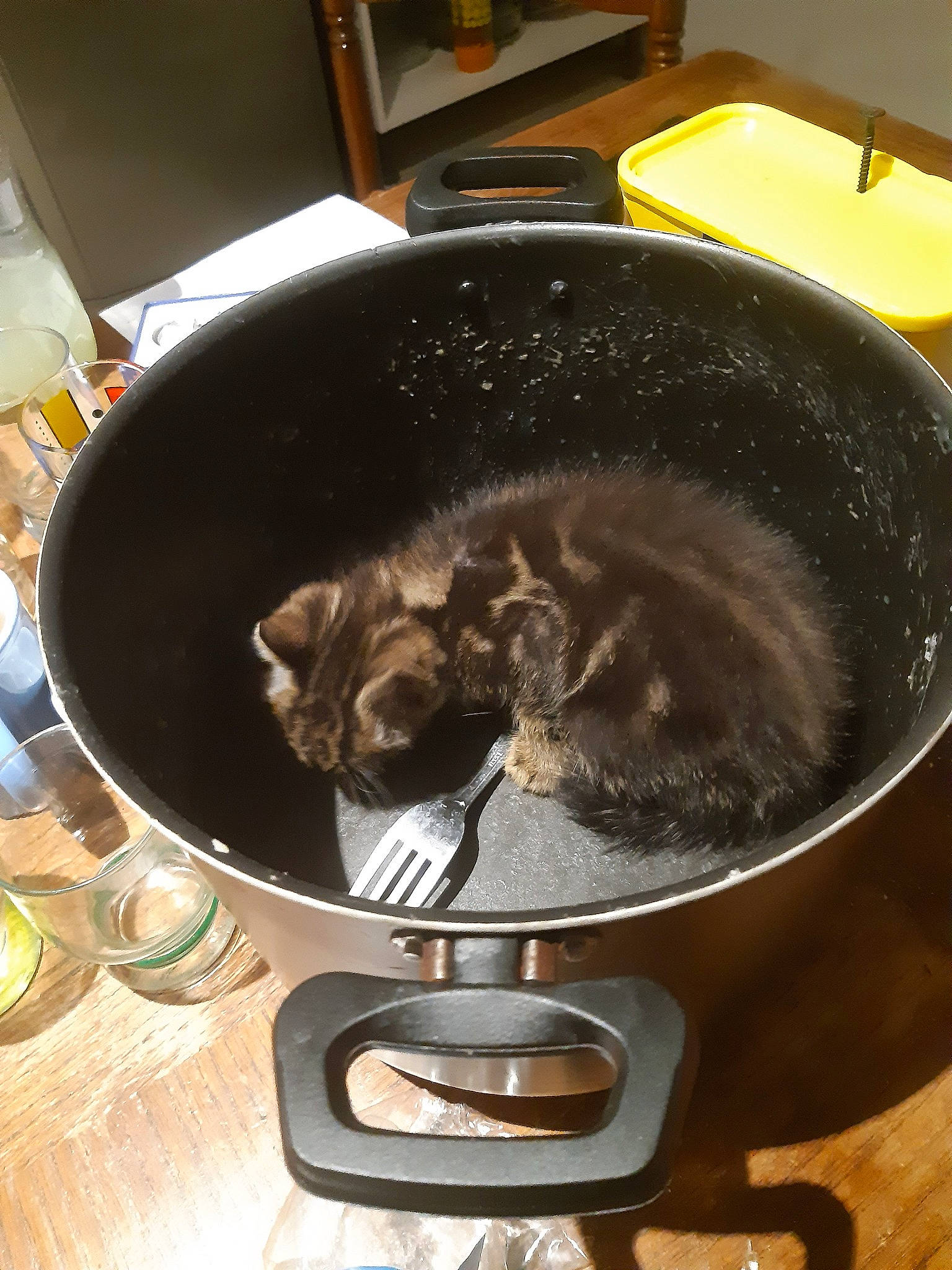 Crapule a rejoint le concours — aidez-le/la à gagner de superbes lots ! canidae, carnivore, cat, cookware_and_bakeware, cuisine, dish, felidae, food, small_to_medium_sized_cats