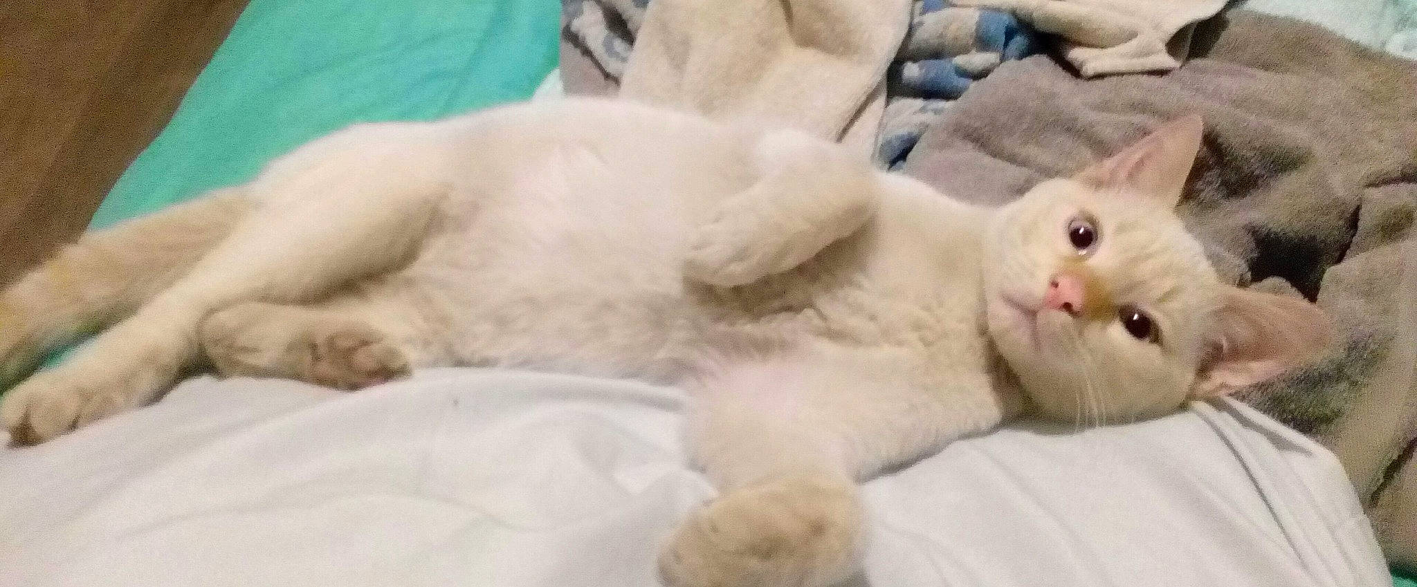 Noël participe au concours pour gagner de l'argent avec cette photo : asian, burmilla, carnivore, cat, colorpoint_shorthair, fawn, felidae, fur, khao_manee, kitten, mammal, nose, ragdoll, small_to_medium_sized_cats, thai, turkish_angora, turkish_van, whiskers