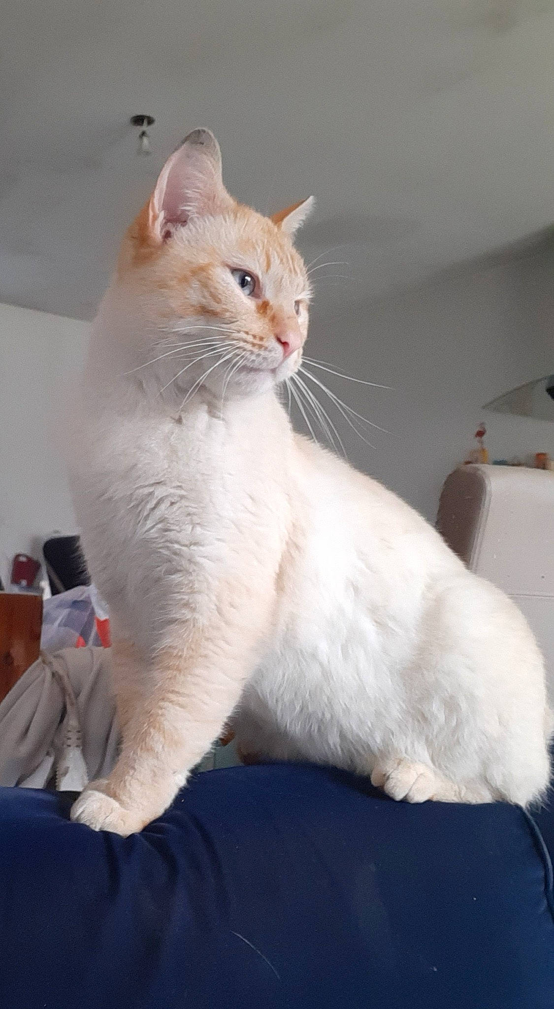 Noël a rejoint le concours — aidez-le/la à gagner de superbes lots ! carnivore, cat, claw, comfort, domestic_short_haired_cat, fawn, felidae, fur, paw, sitting, small_to_medium_sized_cats, snout, tail, terrestrial_animal, whiskers