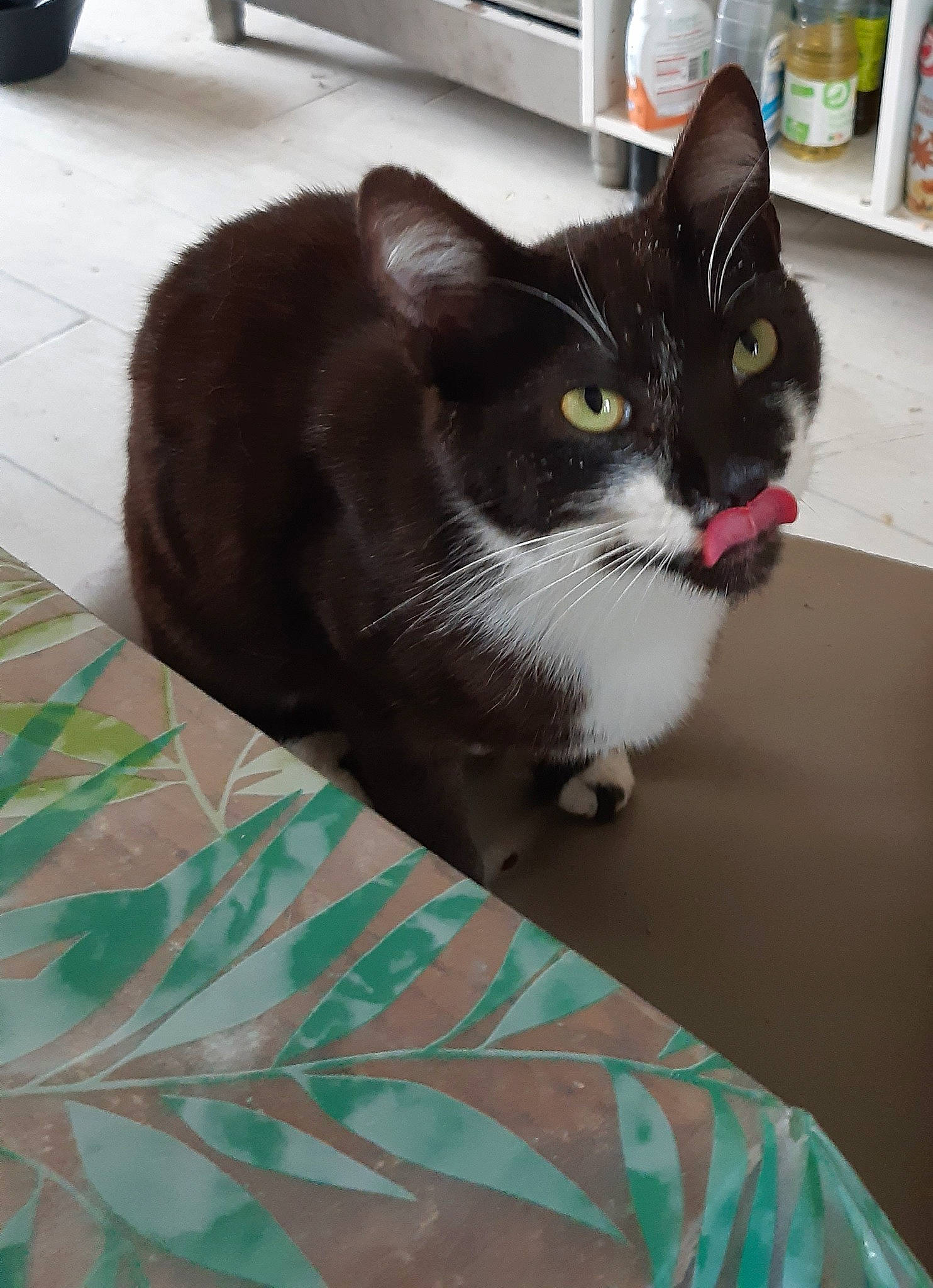 Simba participe au concours pour gagner de l'argent avec cette photo : carnivore, cat, comfort, domestic_short_haired_cat, felidae, floor, flooring, fur, green, grey, pattern, pet_supply, shelf, shelving, small_to_medium_sized_cats, snout, tail, tire, whiskers, window