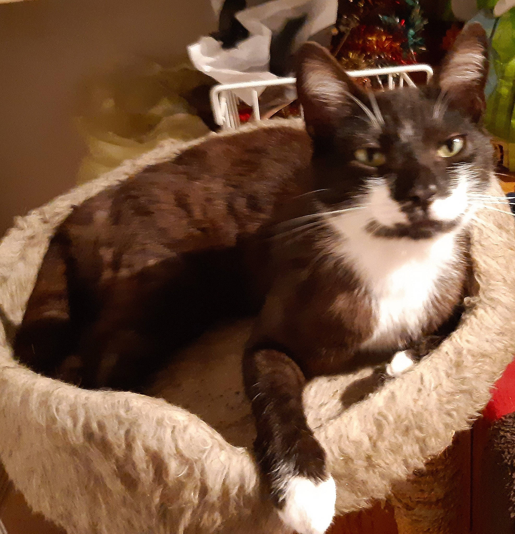 Simba a rejoint le concours — aidez-le/la à gagner de superbes lots ! carnivore, cat, cat_supply, claw, comfort, domestic_short_haired_cat, felidae, fur, paw, plant, small_to_medium_sized_cats, tail, tree, whiskers