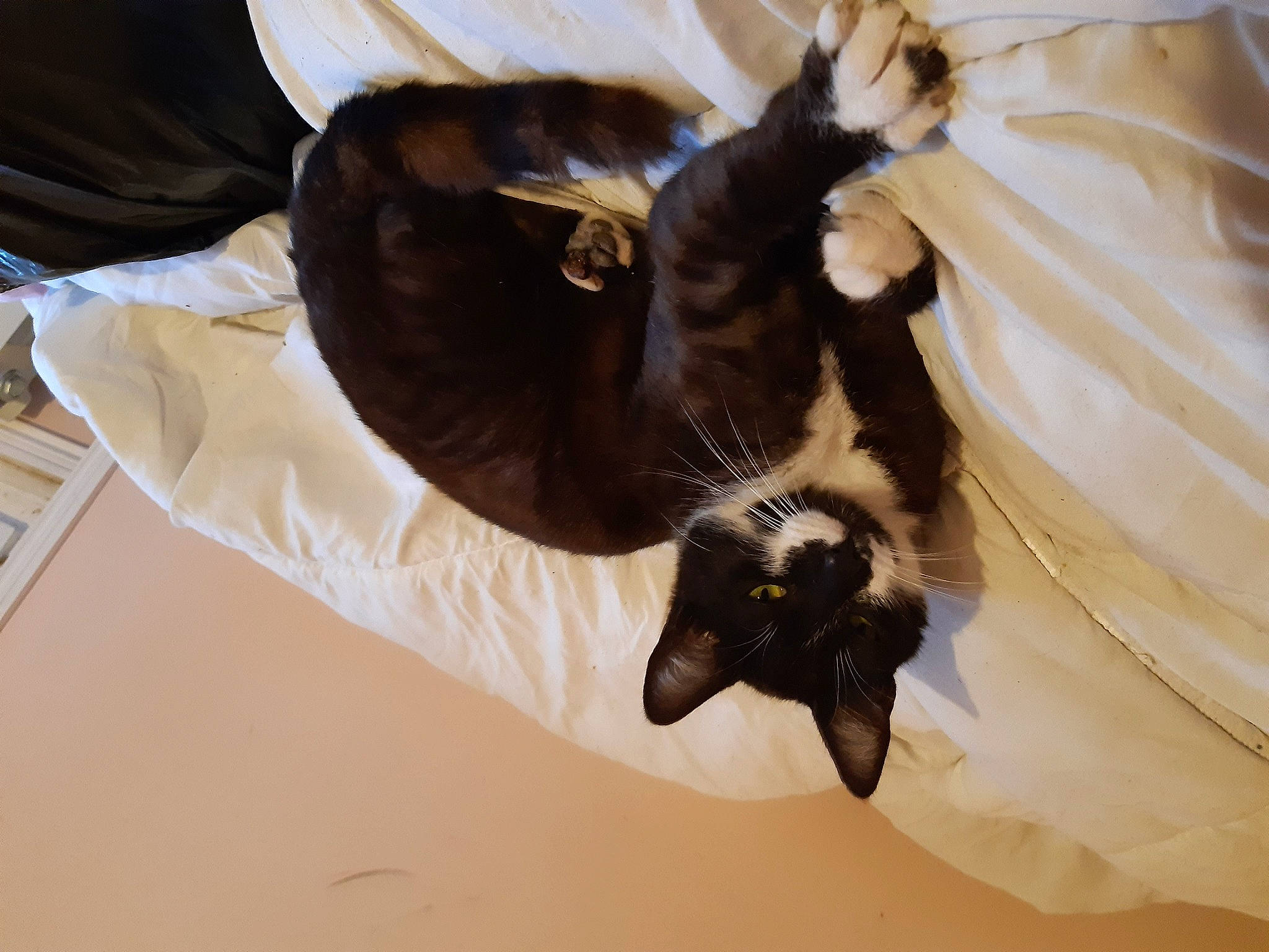 Simba a rejoint le concours — aidez-le/la à gagner de superbes lots ! bed, black_cat, bombay, canidae, carnivore, cat, claw, comfort, dog_breed, domestic_short_haired_cat, felidae, fur, linens, nap, room, small_to_medium_sized_cats, sporting_group, tail, textile, whiskers