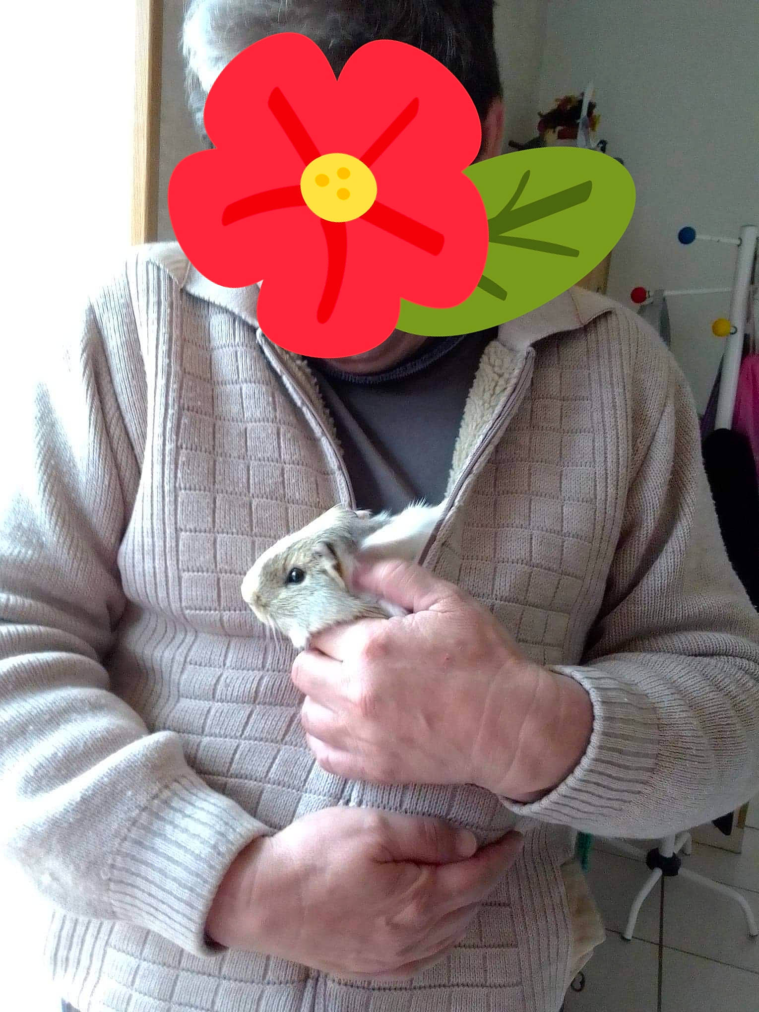 Rapido participe au concours pour gagner de l'argent avec cette photo : cat, flower, hand, plant