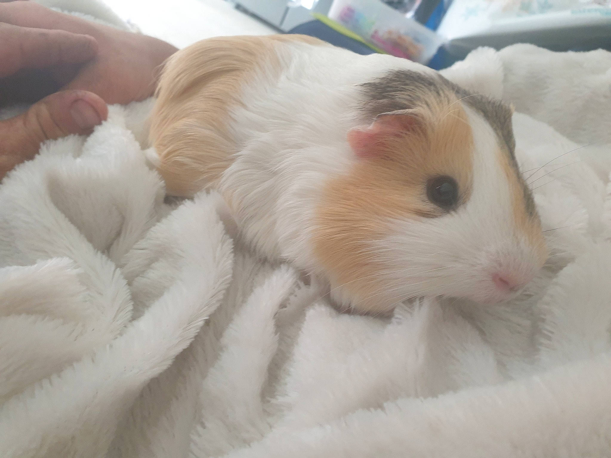 Rapido participe au concours pour gagner de l'argent avec cette photo : ear, fawn, fur, guinea_pig, hamster, rodent, skin, whiskers