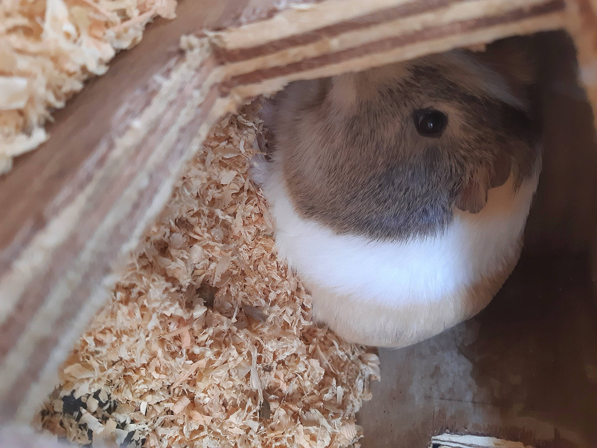 Rapido a rejoint le concours — aidez-le/la à gagner de superbes lots ! fawn, gerbil, hamster, muridae, muroidea, rodent