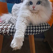 Ace participe au concours pour gagner de l'argent avec cette photo : animal, cat, chair, cozy, curious_eyes, cute, domestic_animal, feline, fluffy, furniture, gray_cat, indoor, patterned_chair, paw, pet, portrait, relaxed, resting, white_cat, wooden_floor