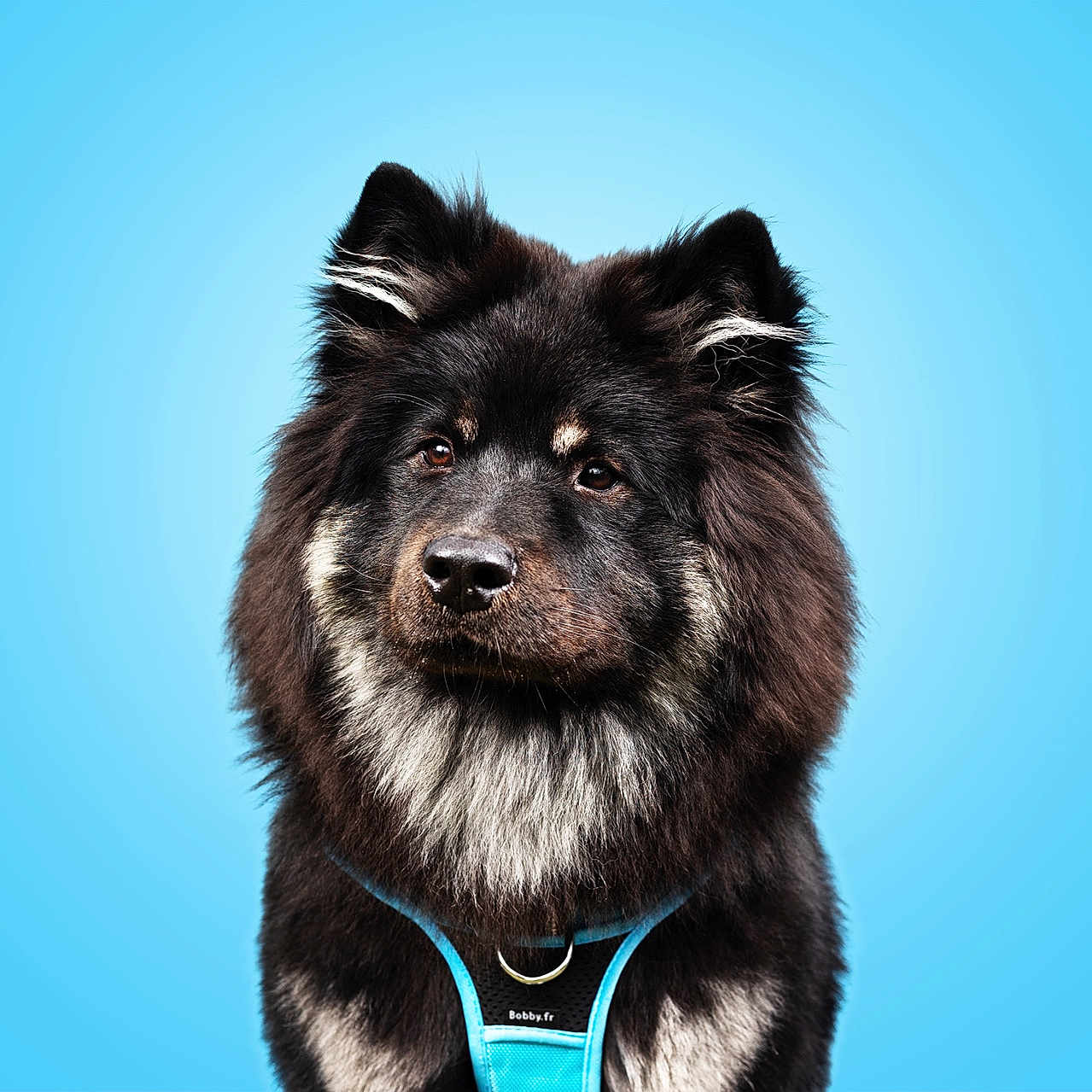 Una a rejoint le concours — aidez-le/la à gagner de superbes lots ! animal, canine, chow, collie, dog, germanshepherd, husky, pet, policedog, puppy, snout, whitedog, wolf