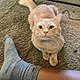 cat, orange_cat, pet, indoor, carpet, sock, leg, human, floor, table, cable, cute, feline, curious, whiskers, paws, domestic_animal, looking_up, relaxing, close_up