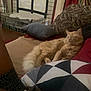 Dynamite is registered to the contest to win money with this photo: cat, orange_cat, fluffy, couch, pillow, indoor, cozy, pet_cage, blanket, bookshelf, curtain, relaxed, furniture, home, living_room, resting, domestic_animal, animal, feline, pet
