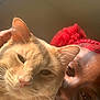 Dynamite is registered to the contest to win money with this photo: cat, person, closeup, orange_cat, red_hair, face_paint, indoor, portrait, whiskers, pet, animal, human, skin, eyes, ear, hair, hand, playful, cute, light