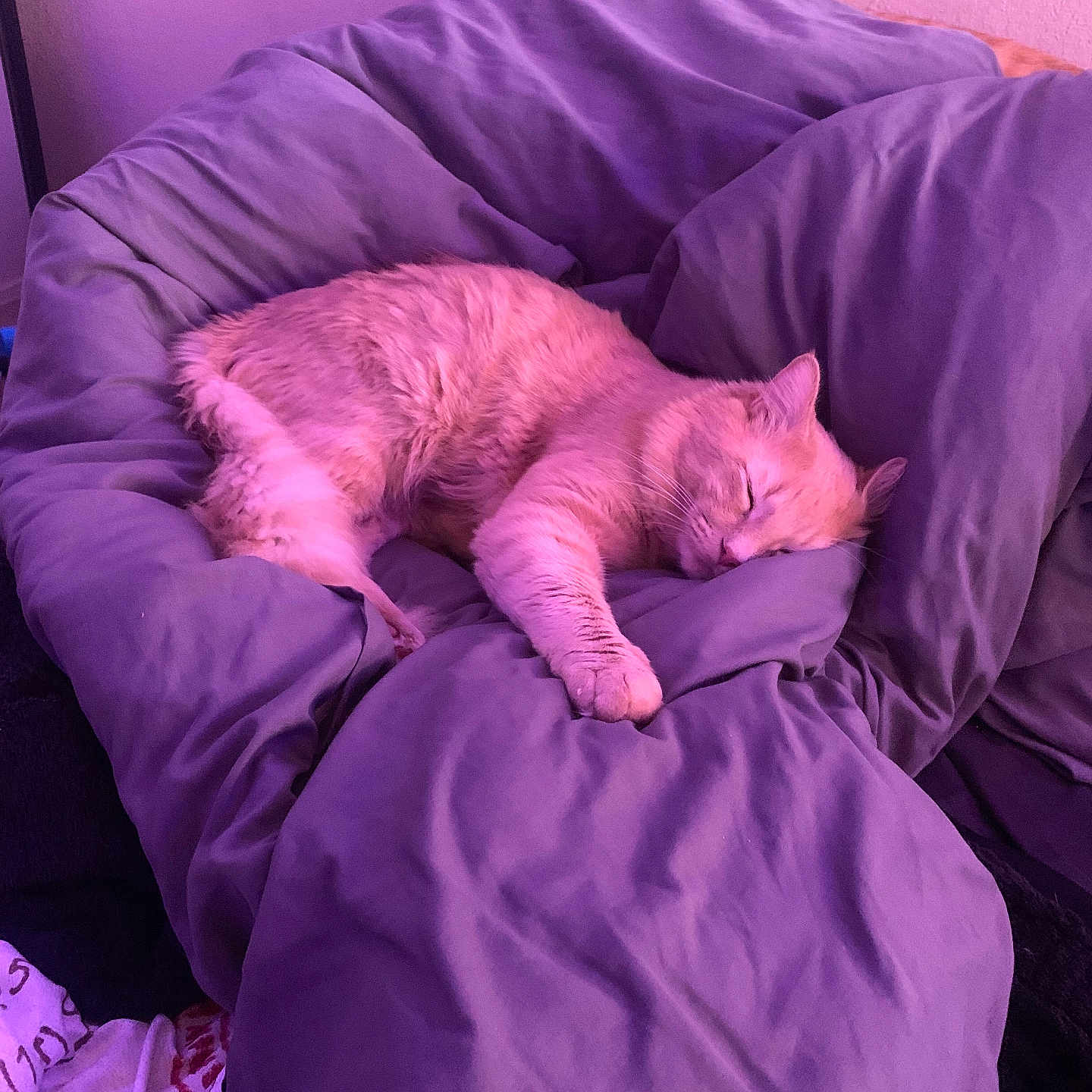 Dynamite joined the competition — help win amazing prizes! blanket, cat, comfortable, cozy, curious, cushion, domestic_animal, feline, fur, home, indoor, peeking, pet, purple_lighting, quiet, relaxed, resting, sleeping, soft_texture, two_cats