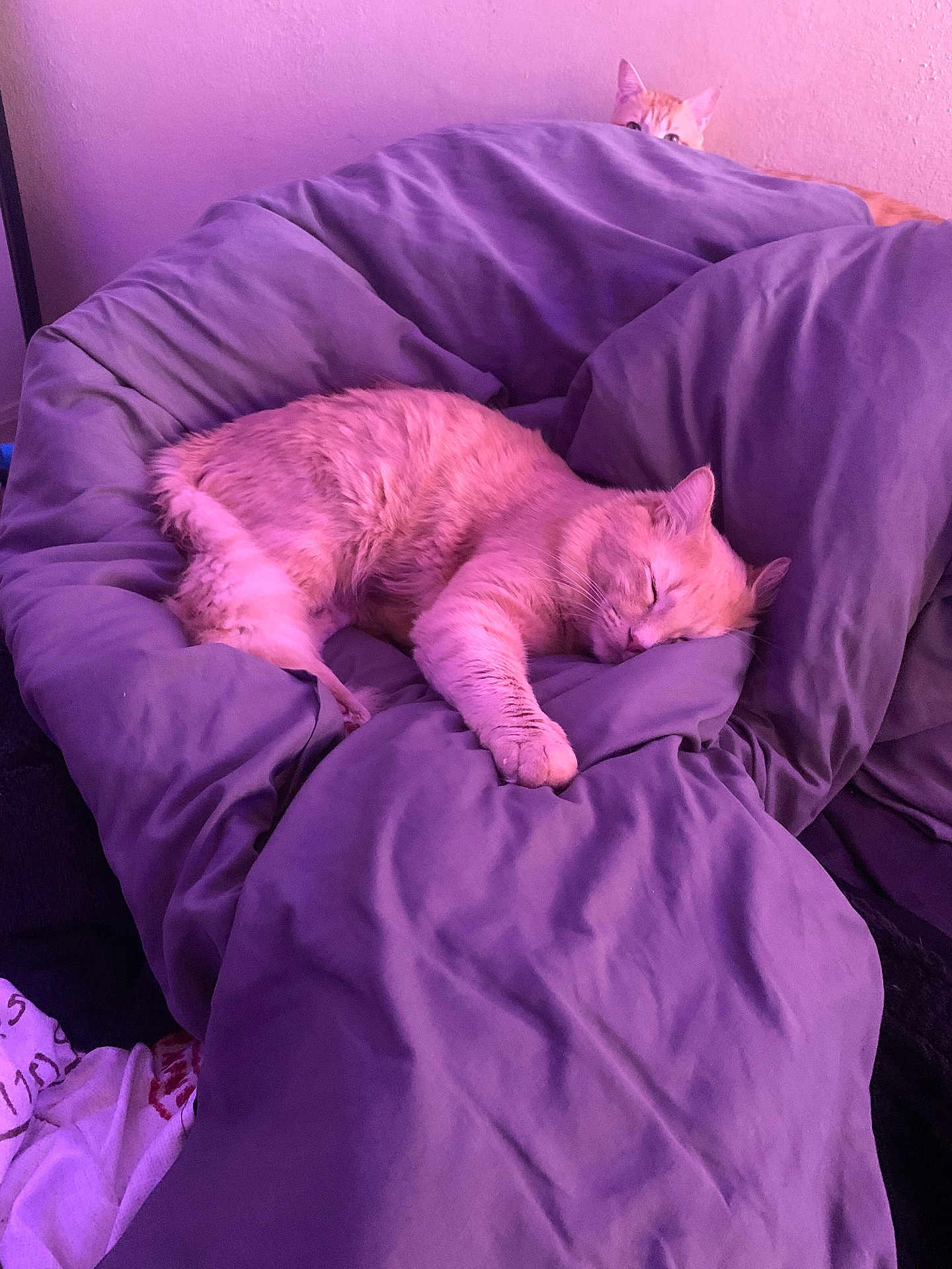 Dynamite joined the competition — help win amazing prizes! cat, sleeping, peeking, blanket, purple_lighting, cushion, indoor, feline, relaxed, cozy, resting, pet, fur, domestic_animal, curious, two_cats, soft_texture, home, quiet, comfortable