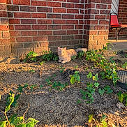 Dynamite joined the competition — help win amazing prizes! cat, ginger_cat, outdoor, sunlight, brick_wall, plant, greenery, dirt, porch, red_chair, shadow, relaxing, animal, pet, nature, sunny, daylight, resting, calm, garden