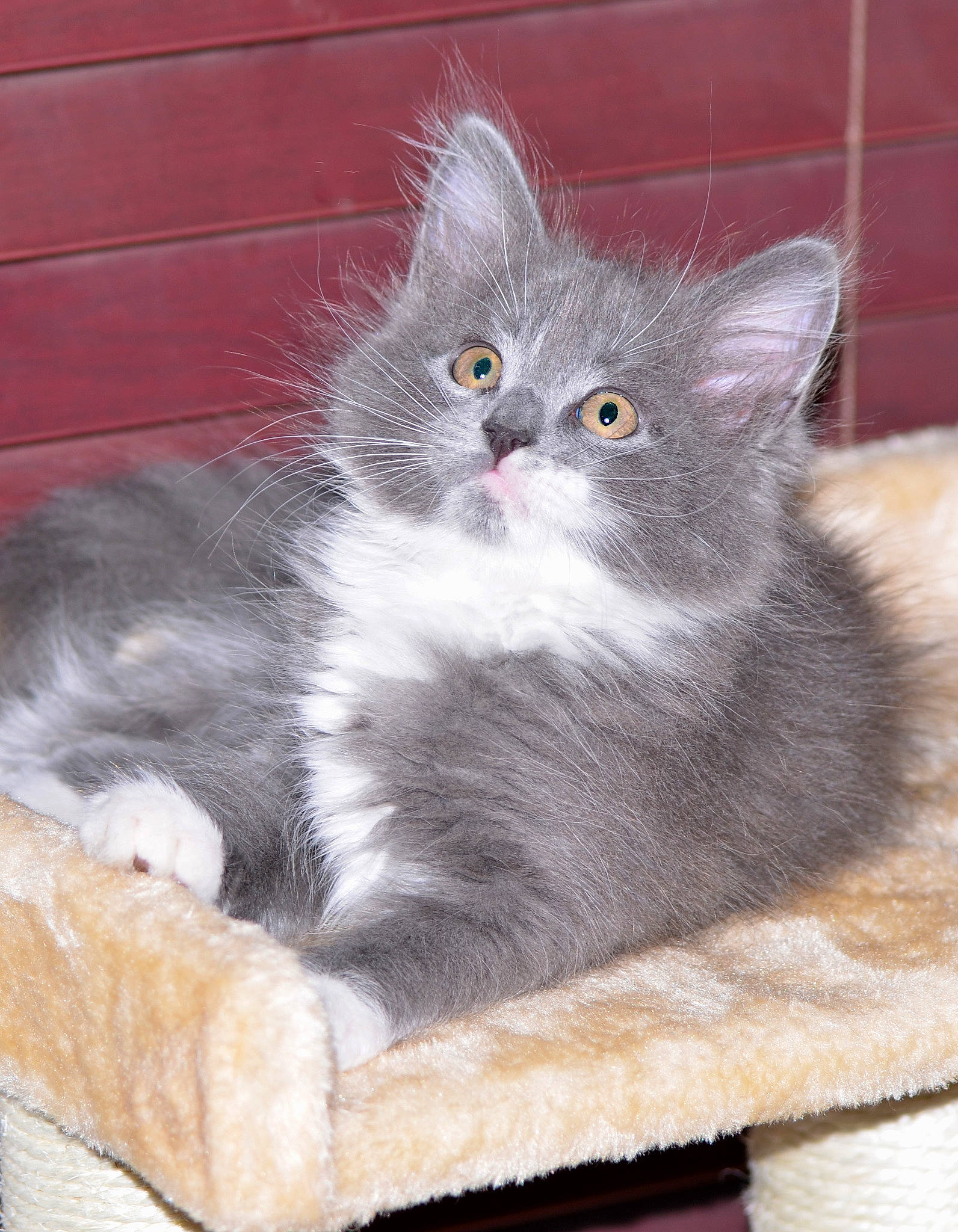 Zsa Zsa is registered to the contest to win money with this photo: asian_semi_longhair, british_longhair, british_semi_longhair, carnivore, cat, domestic_long_haired_cat, domestic_short_haired_cat, felidae, kitten, korat, mammal, nebelung, norwegian_forest_cat, polydactyl_cat, ragamuffin, siberian, small_to_medium_sized_cats, vertebrate, whiskers