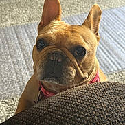 Zuri joined the competition — help win amazing prizes! dog, french_bulldog, pet, close_up, brown, ears, collar, indoor, carpet, texture, cute, animal, face, resting, looking, expression, fur, snout, domestic_animal, companion