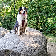 Urïana participe au concours pour gagner de l'argent avec cette photo : animal, canine, daylight, dog, forest, fur, greenery, happy, leafy, nature, outdoor, park, pet, rock, scenery, sitting, sunlight, tongue_out, trees, wildlife