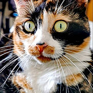 Kira participe au concours pour gagner de l'argent avec cette photo : cat, calico, close_up, whiskers, green_eyes, fur, pet, animal, indoor, curious, face, portrait, tabby, feline, mammal, cute, soft, focus, domestic_cat, ears