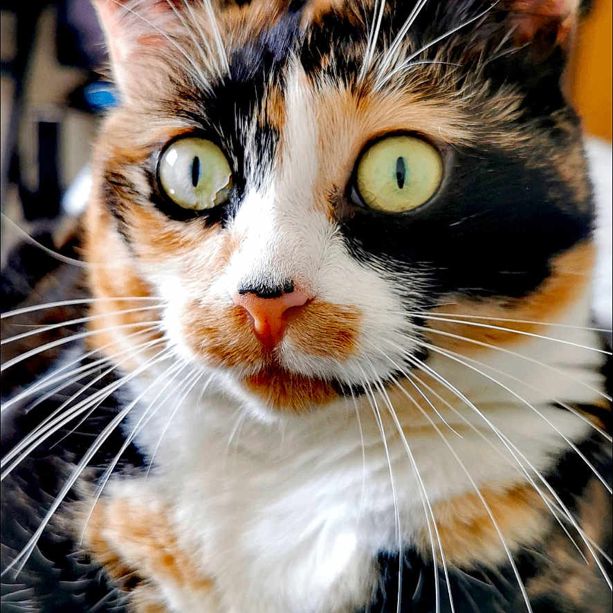 Kira participe au concours pour gagner de l'argent avec cette photo : animal, calico, cat, close_up, curious, cute, domestic_cat, ears, face, feline, focus, fur, green_eyes, indoor, mammal, pet, portrait, soft, tabby, whiskers