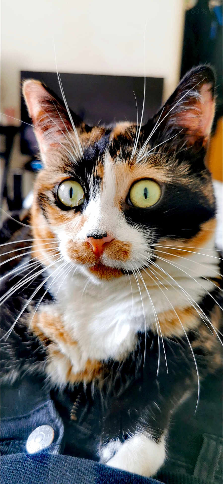 Kira participe au concours pour gagner de l'argent avec cette photo : cat, calico, close_up, whiskers, green_eyes, fur, pet, animal, indoor, curious, face, portrait, tabby, feline, mammal, cute, soft, focus, domestic_cat, ears