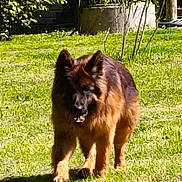 Aiko participe au concours pour gagner de l'argent avec cette photo : dog, german_shepherd, grass, outdoor, sunlight, pet, animal, canine, walking, nature, greenery, fur, mammal, backyard, plant, daytime, shadow, portrait, friendly, companion