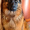 Aiko participe au concours pour gagner de l'argent avec cette photo : dog, german_shepherd, fur, portrait, pet, animal, indoor, wood, calm, fluffy, mammal, canine, brown, black, closeup, sitting, looking, ears, nose, whiskers