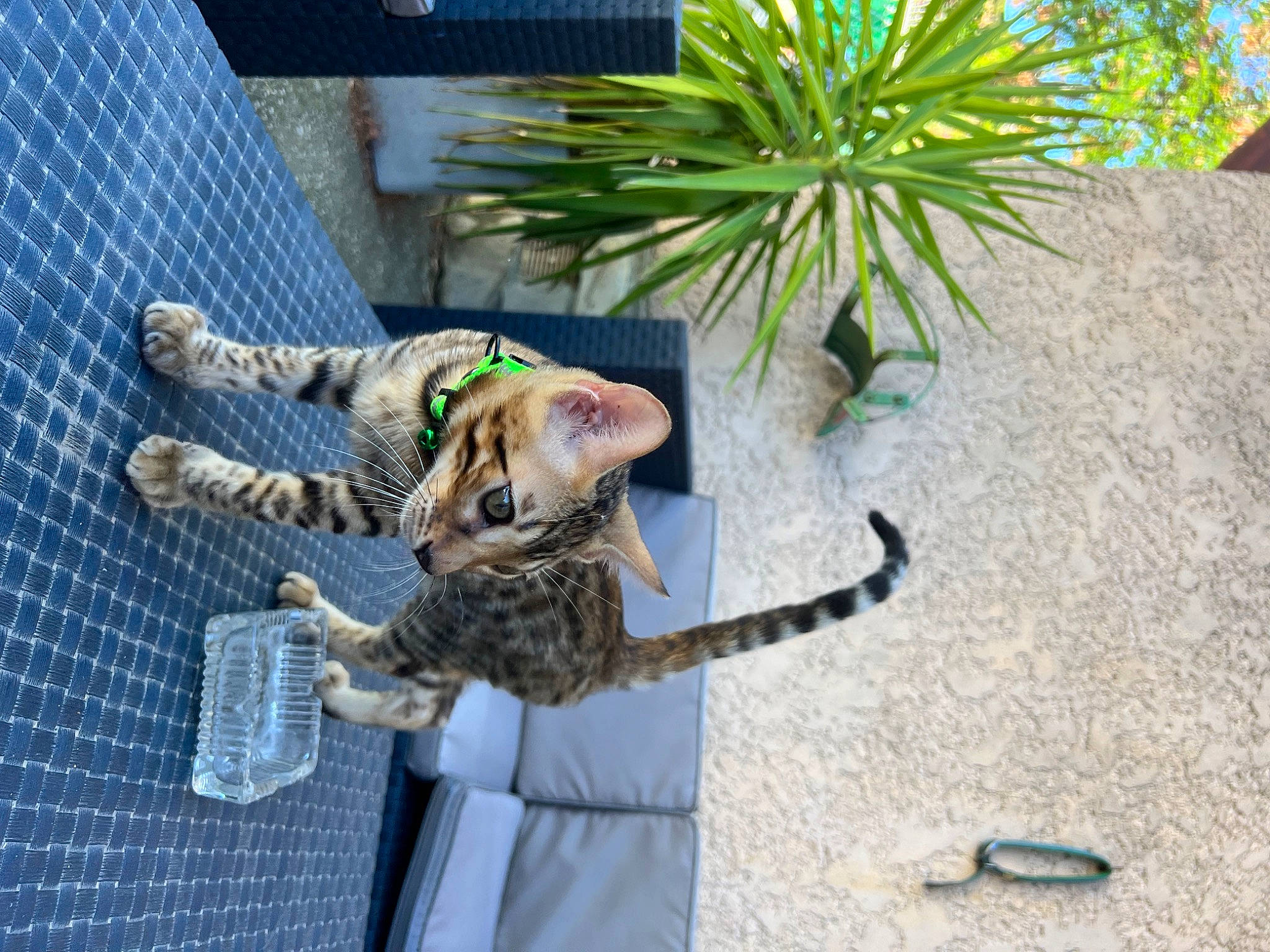 Tixo a rejoint le concours — aidez-le/la à gagner de superbes lots ! arecales, carnivore, cat, claw, domestic_short_haired_cat, fawn, felidae, flowerpot, fur, grass, houseplant, paw, plant, small_to_medium_sized_cats, snout, tail, terrestrial_animal, terrestrial_plant, whiskers, wildlife