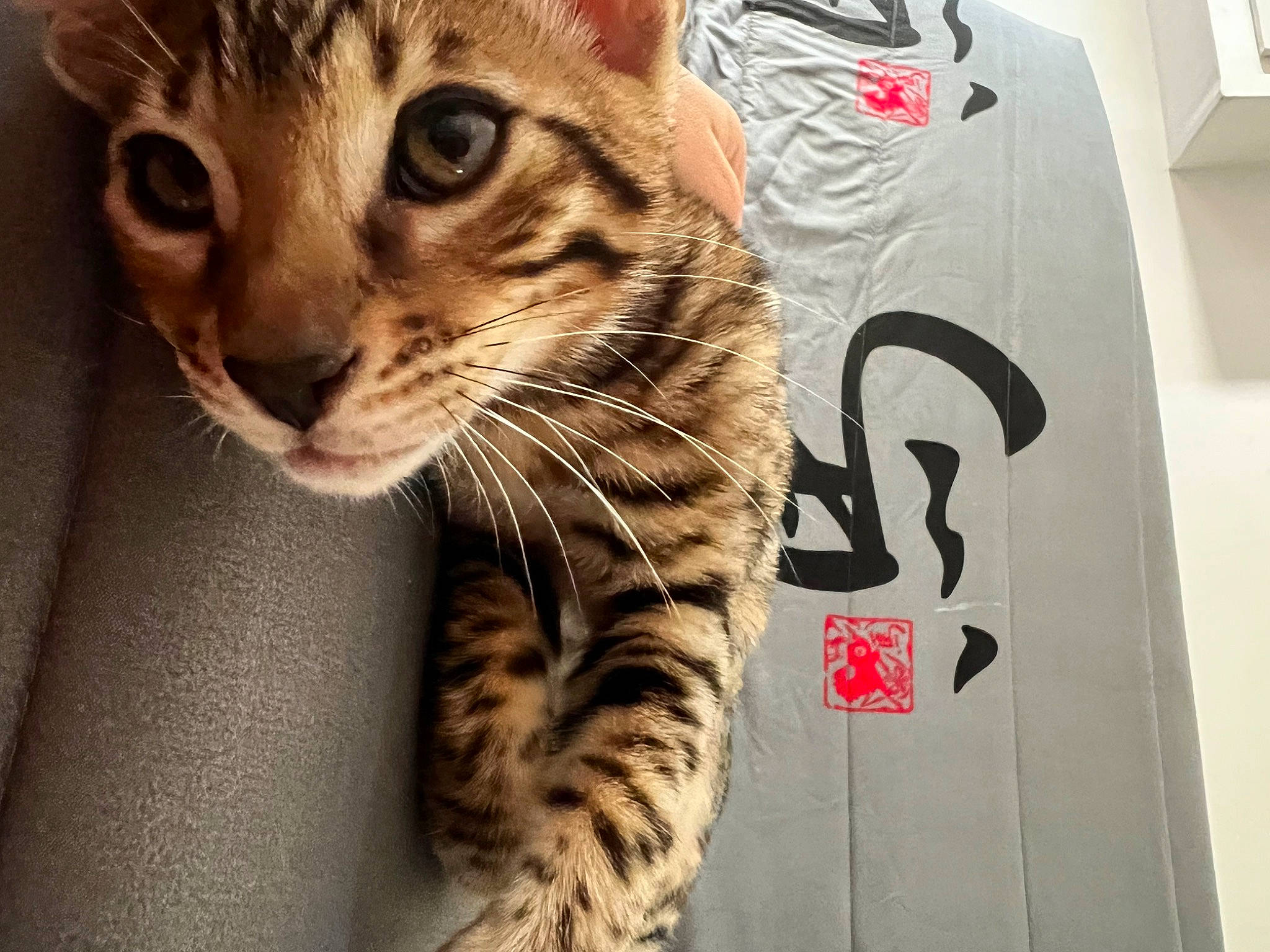 Tixo participe au concours pour gagner de l'argent avec cette photo : carnivore, cat, domestic_short_haired_cat, felidae, font, foot, fur, head, leg, paw, sitting, sleeve, small_to_medium_sized_cats, snout, terrestrial_animal, whiskers