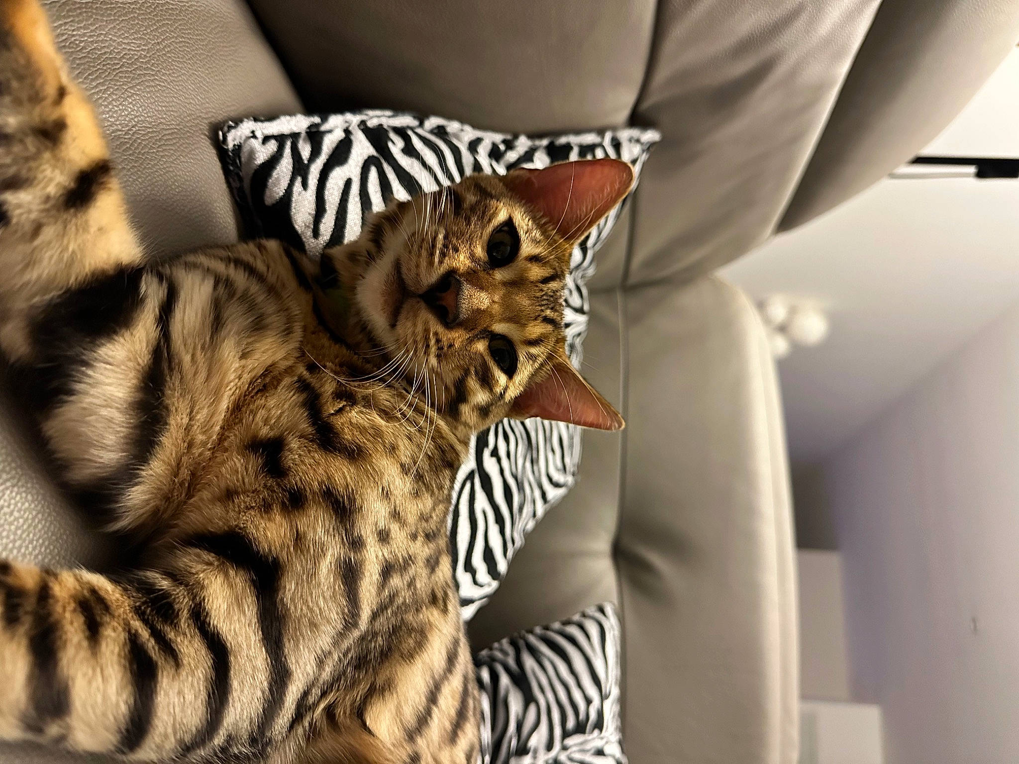 Tixo a rejoint le concours — aidez-le/la à gagner de superbes lots ! carnivore, cat, comfort, domestic_short_haired_cat, fawn, felidae, fur, pattern, paw, sleeve, small_to_medium_sized_cats, snout, tail, terrestrial_animal, whiskers, wildlife