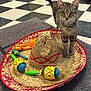 animal, background, cat, checkered_floor, closeup, colorful, curious, decor, domestic_animal, feline, floor, indoor, maracas, pet, playful, sombrero, standing, tabby_cat, toy, woven_hat