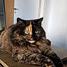 Aïko a rejoint le concours — aidez-le/la à gagner de superbes lots ! animal, calm, cat, close_up, cozy, domestic_animal, ears, feline, fur, green_eyes, house, indoor, laying_down, paws, pet, portrait, relaxed, tortoiseshell, whiskers, wooden_table
