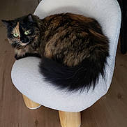 Aïko participe au concours pour gagner de l'argent avec cette photo : animal, cat, chair, companion, cozy, curious, cute, domestic_cat, feline, fluffy, furniture, green_eyes, household, indoor, pet, resting, sitting, small_chair, tortoiseshell_cat, wooden_floor