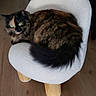 animal, cat, chair, companion, cozy, curious, cute, domestic_cat, feline, fluffy, furniture, green_eyes, household, indoor, pet, resting, sitting, small_chair, tortoiseshell_cat, wooden_floor