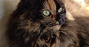 Aïko participe au concours pour gagner de l'argent avec cette photo : animal, cat, close_up, comfortable, couch, cozy, domestic_cat, feline, fluffy, fur, green_eyes, indoor, pet, portrait, relaxing, resting, soft_light, sunlight, tortoiseshell_cat, whiskers