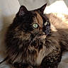 animal, cat, close_up, comfortable, couch, cozy, domestic_cat, feline, fluffy, fur, green_eyes, indoor, pet, portrait, relaxing, resting, soft_light, sunlight, tortoiseshell_cat, whiskers