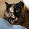 Aïko a rejoint le concours — aidez-le/la à gagner de superbes lots ! animal, cat, closeup, curious, cushion, cute, domestic_cat, ears, face, fluffy_fur, furniture, green_eyes, home, indoor, looking_up, pet, sitting, tortoiseshell, whiskers, wood_floor
