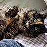 cat, checkered, close_up, couch, cozy, cute, domestic_animal, feline, fluffy, fur, green_eyes, indoor, lying_down, pet, pillow, relaxed, resting, soft, tortoiseshell, whiskers