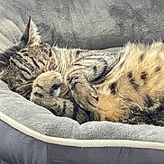 Maui is registered to the contest to win money with this photo: cat, kitten, tabby, sleeping, sleepy, pet, animal, furry, fluffy, cuddling, pet_bed, cozy, indoors, resting, close_up, soft_bedding, striped_fur, whiskers, relaxed, nap