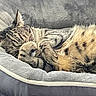 cat, kitten, tabby, sleeping, sleepy, pet, animal, furry, fluffy, cuddling, pet_bed, cozy, indoors, resting, close_up, soft_bedding, striped_fur, whiskers, relaxed, nap