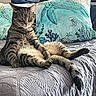 Maui joined the competition — help win amazing prizes! cat, tabby_cat, pet, animal, feline, lounging, lying_down, bed, bedroom, pillows, blanket, bedding, whiskers, ears, paws, striped_fur, brown_fur, indoor, relaxed, portrait